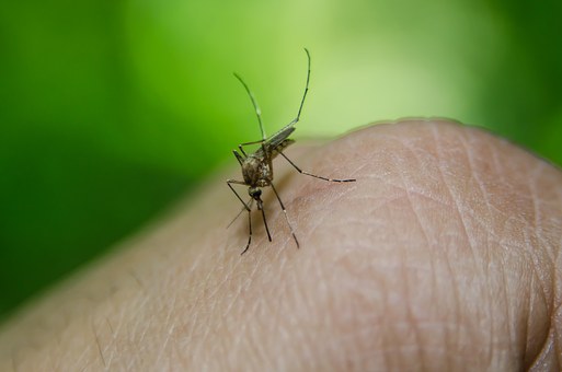 Cambiamenti climatici, ecco come potrebbero sviluppare nuove epidemie veicolate dalle zanzare