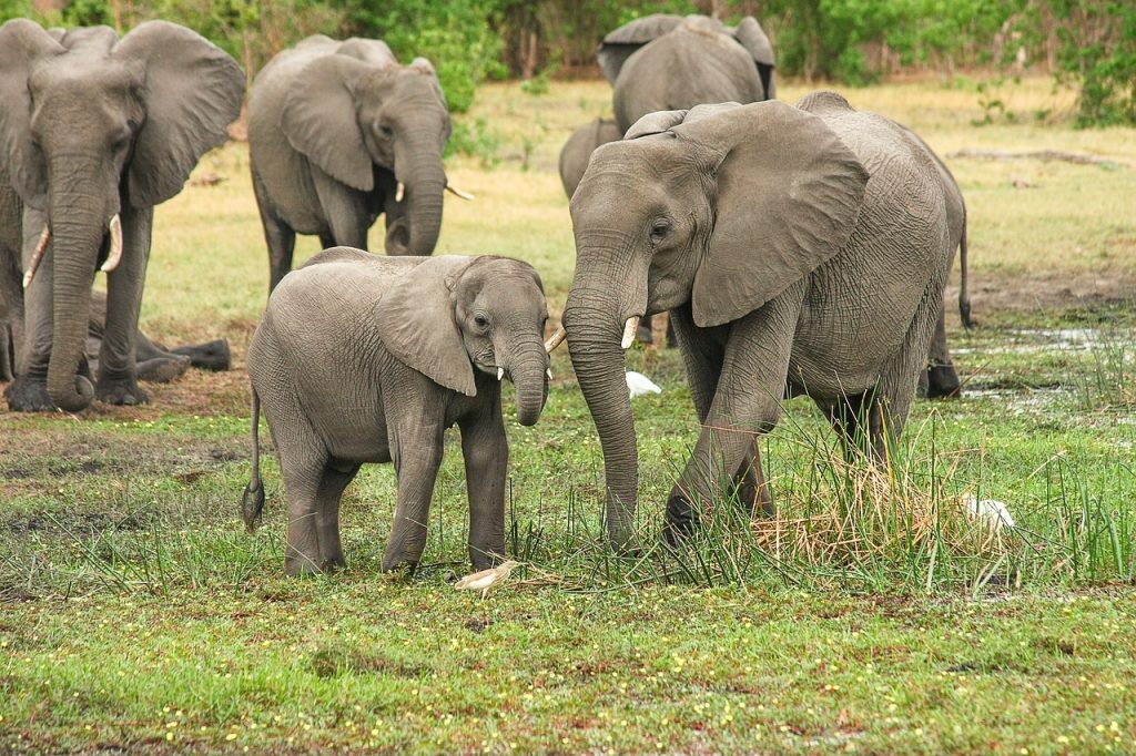 Il Botswana elimina la proibizione della caccia agli elefanti