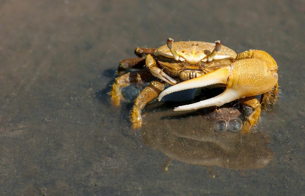 I gusci dei crostacei potrebbero aiutare a ridurre i rifiuti in plastica