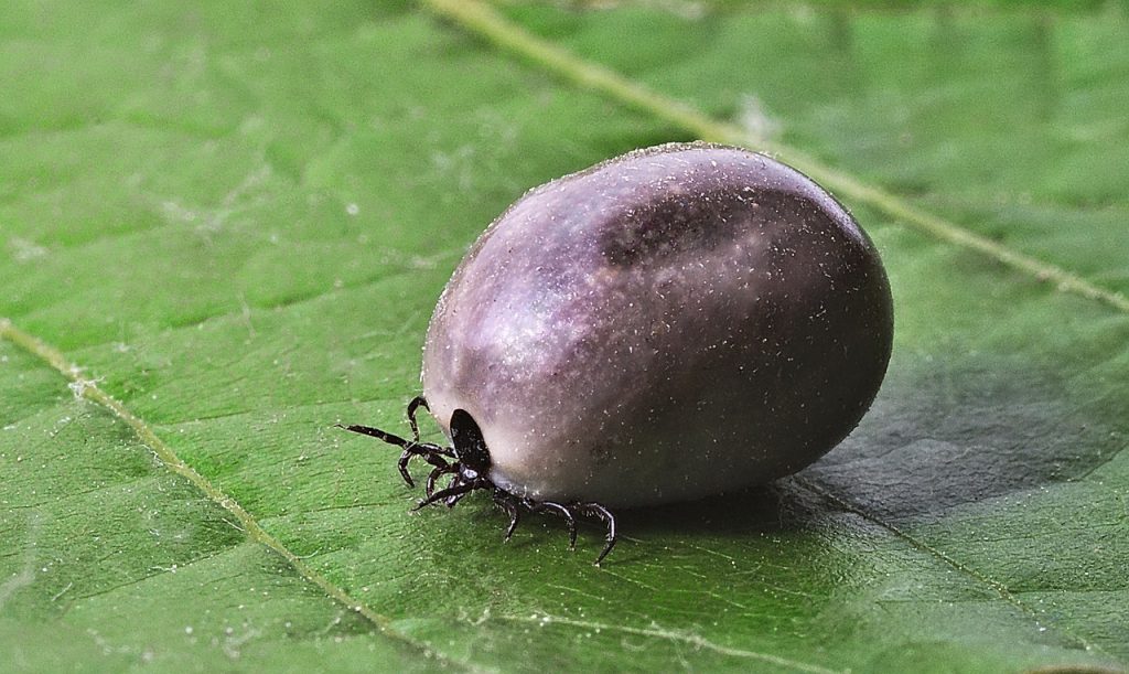 Nuovi approcci possono aiutare a diagnosticare la malattia di Lyme