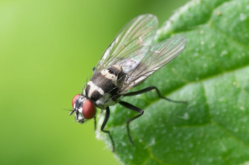 Una specie di mosche portatrici di antrace segue le scimmie nella foresta